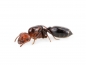 Preview: Crematogaster scutellaris